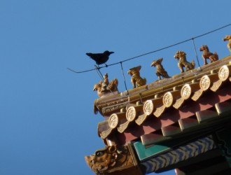 vogelchina