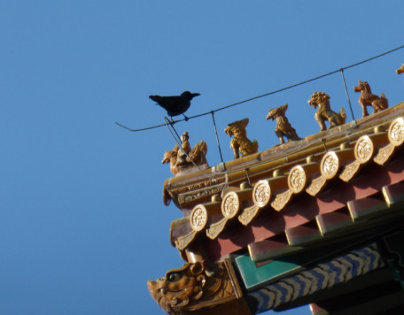 vogelchina